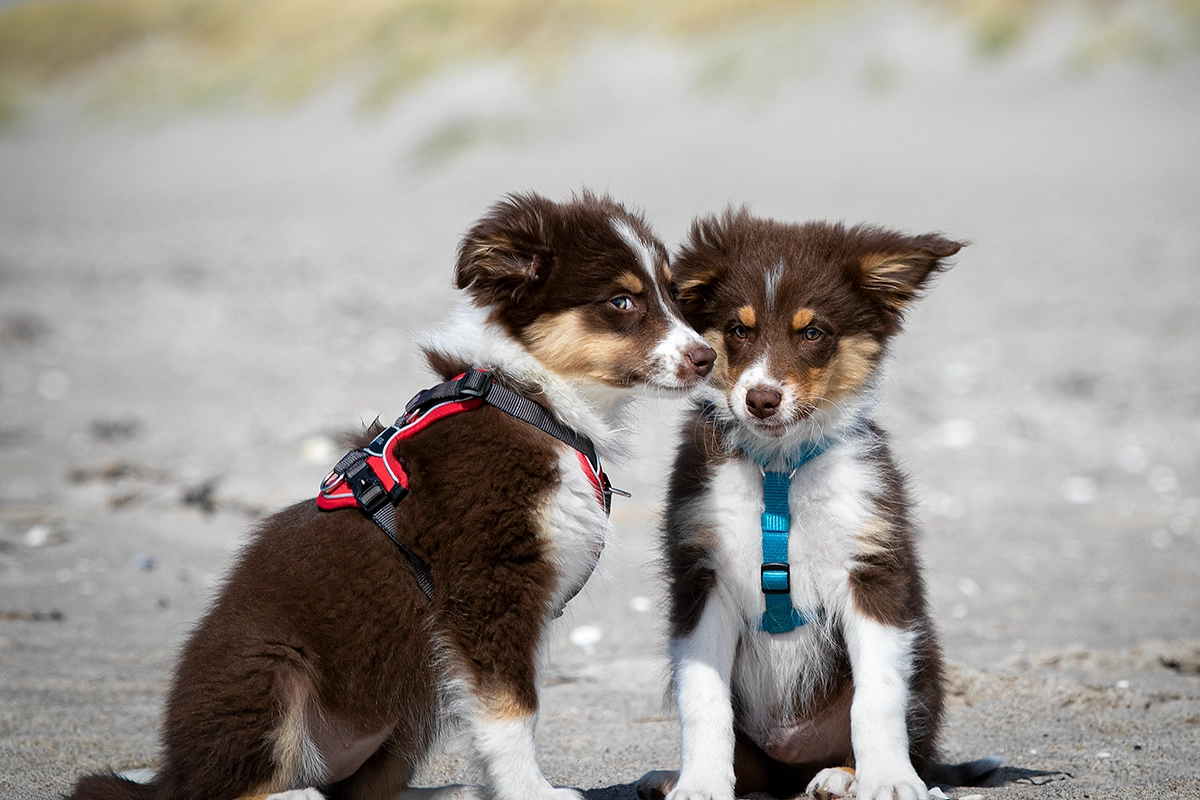 Zwei braun-weiße Australian Shepherd Welpen sitzen im Sand am Ostseestrand von Warnemünde, Tierfotografie von Tempel Design