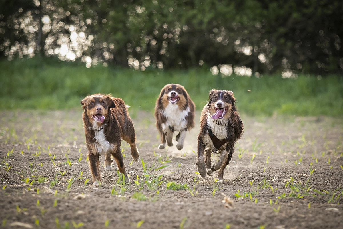 Drei Australian Shepherds rennen gemeinsam über ein Feld, professionelle Action-Hundefotografie von Tempel Design