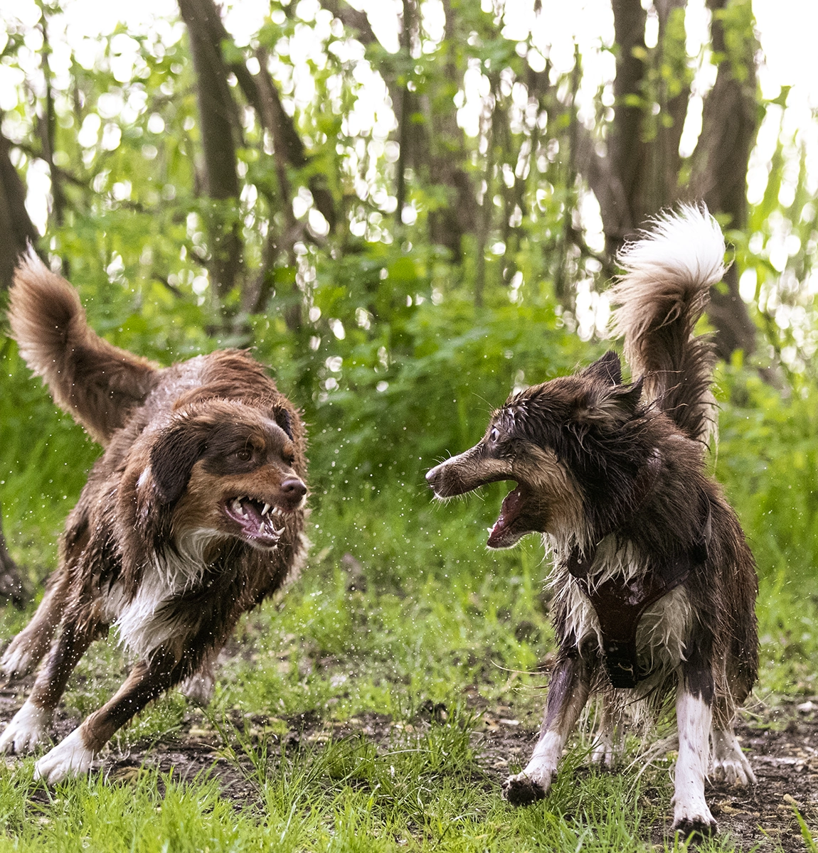 Zwei spielende Australian Shepherds in Action mit Wassertropfen und emotionalem Ausdruck, fotografiert von Tempel Design in Rostock