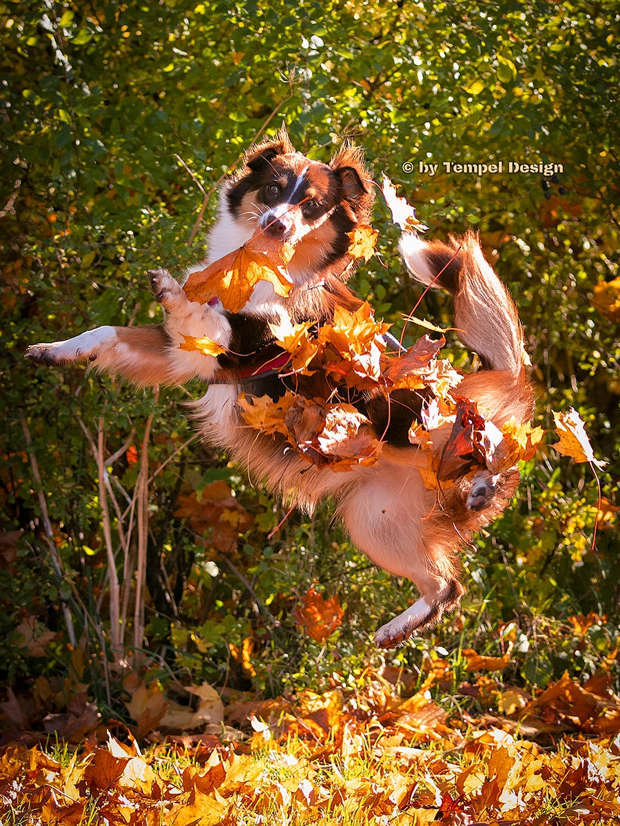 Action-Hundefotografie in Rostock: Ein Australian Shepherd springt dynamisch durch buntes Herbstlaub, fotografiert von Tempel Design