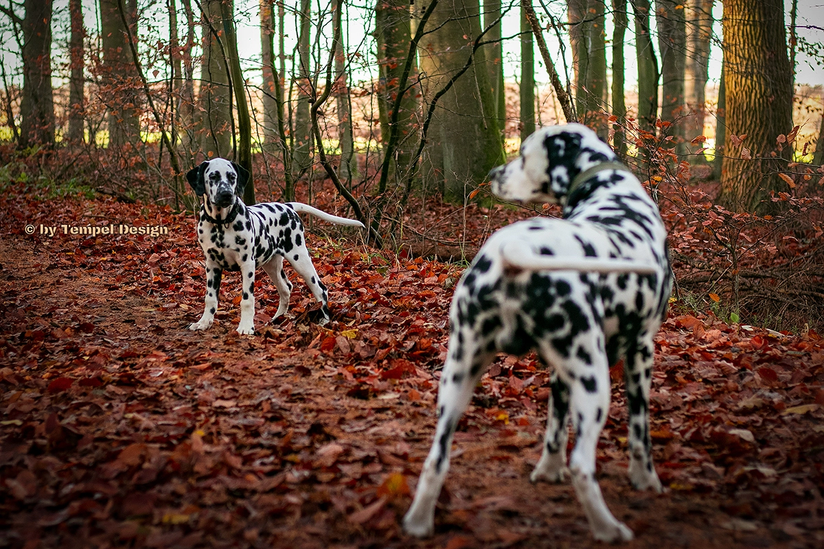 Zwei Dalmatiner beim Hunde-Shooting im herbstlichen Wald bei Rostock, fotografiert von Tempel Design