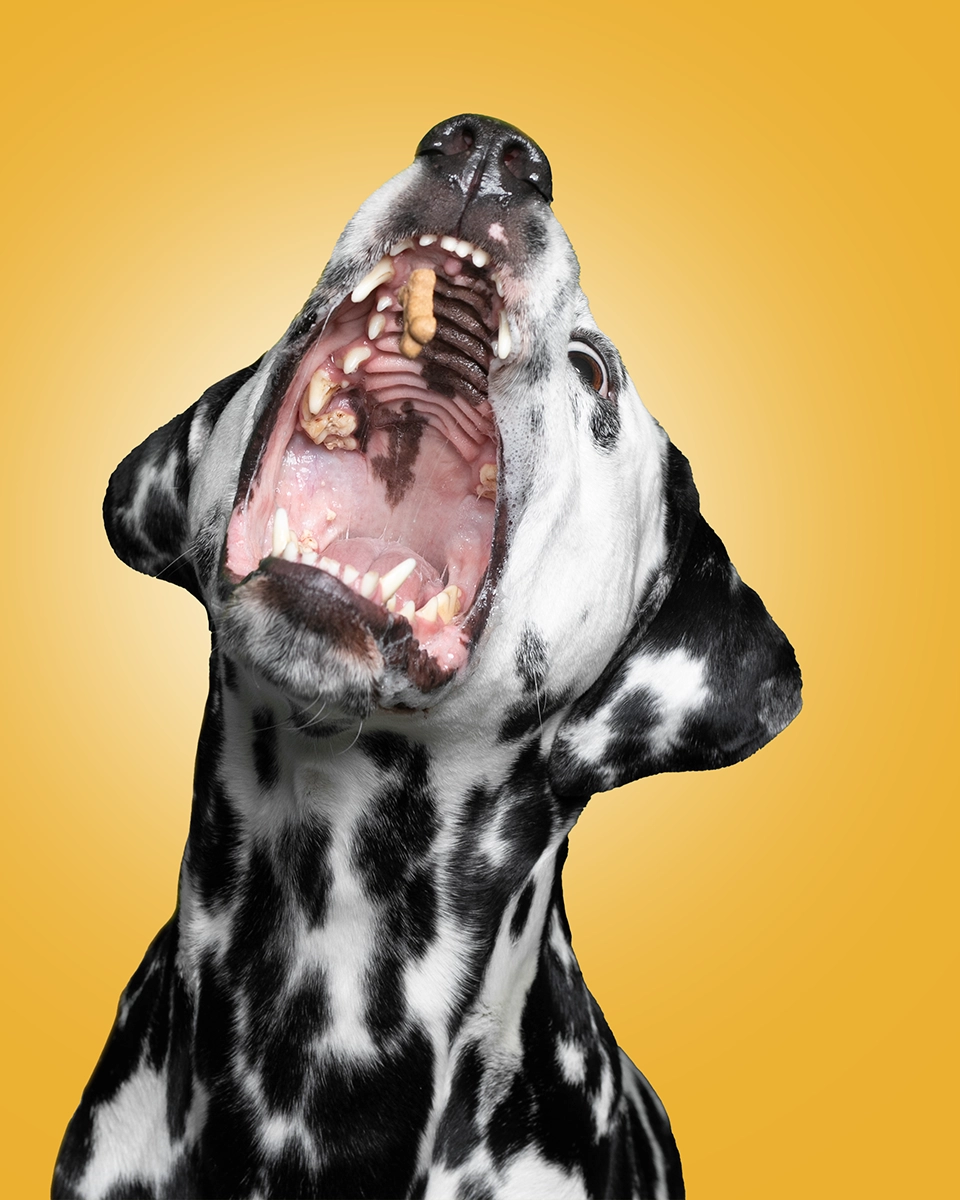 Witziges Hundefoto: Ein Dalmatiner schnappt im Flug nach einem Leckerli vor gelbem Hintergrund, Studio-Tierfotografie von Tempel Design in Rostock