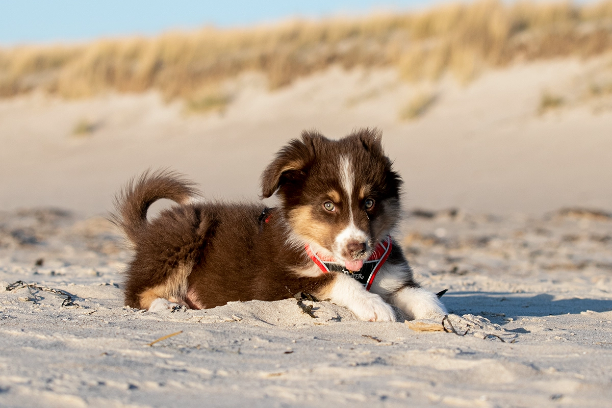 Niedliche Australian Shepherd Welpen beim Fotoshooting am Strand von Rostock, professionelle Tierfotografie von Tempel Design